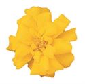 Bild von Tagetes kleinbl P9 Yellow